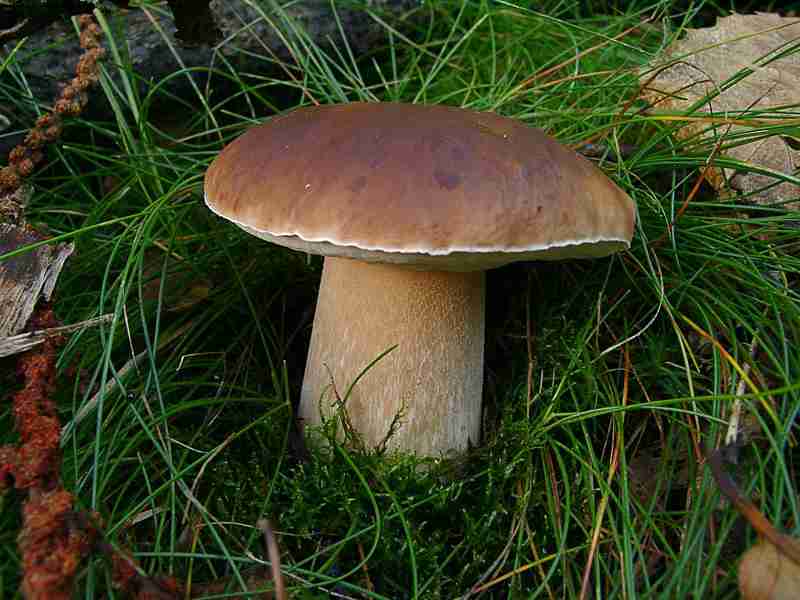  Image name: 206 Porcino.jpg 
 width: 800 pixel 
 height: 600 pixel 
 Size: 42034 bytes 
 Click to enlarge 